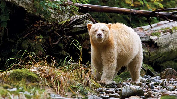 Voyage to Great Bear Rainforest